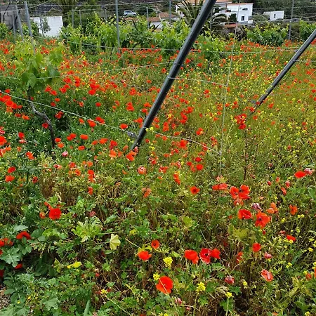 Casa Tajonaje Semesterbostad